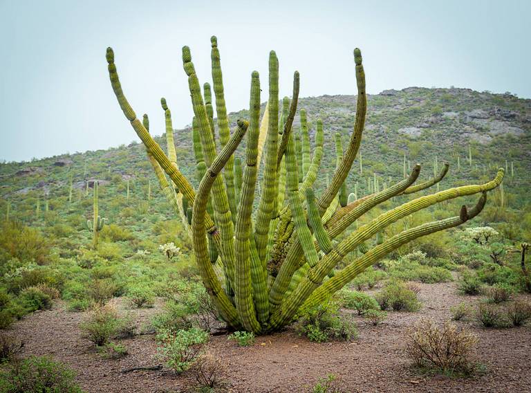 Organ Pipe Cactus