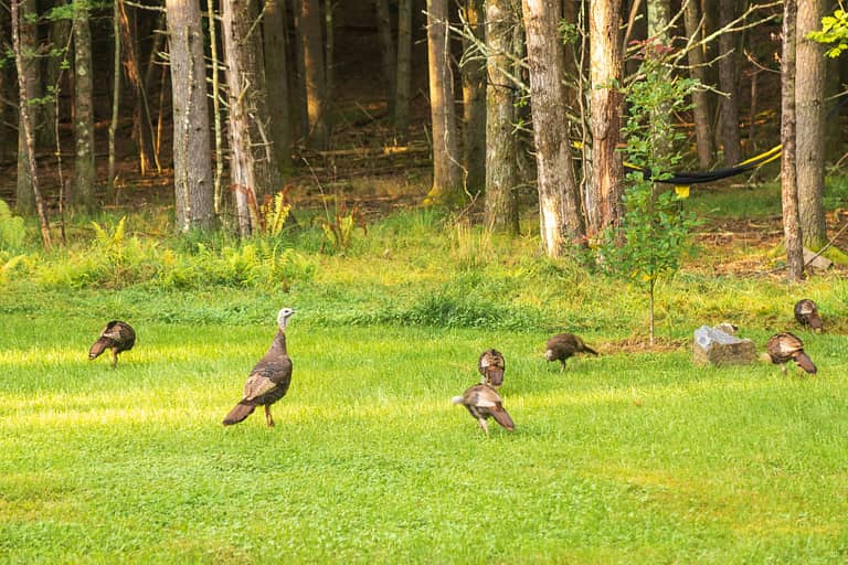New York Wild Turkeys
