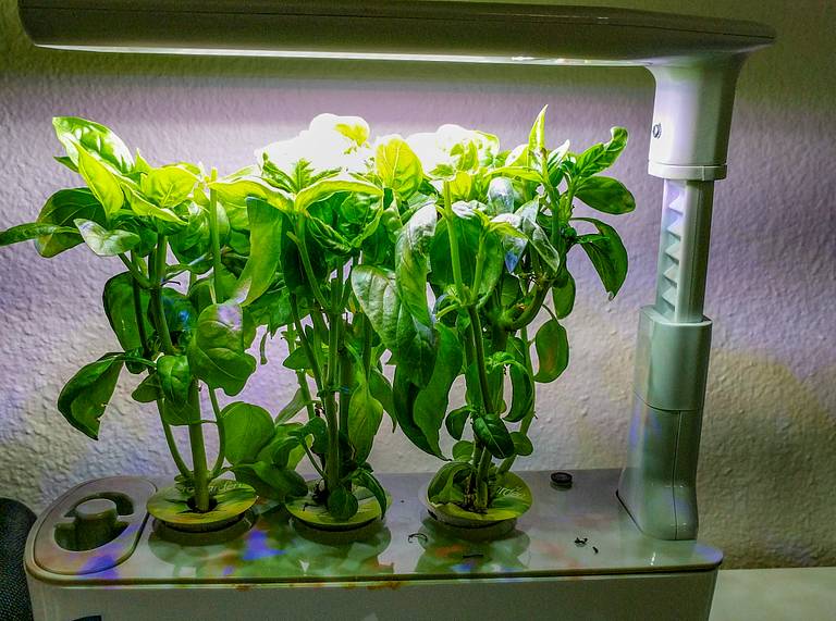 Growing Basil in an AeroGarden