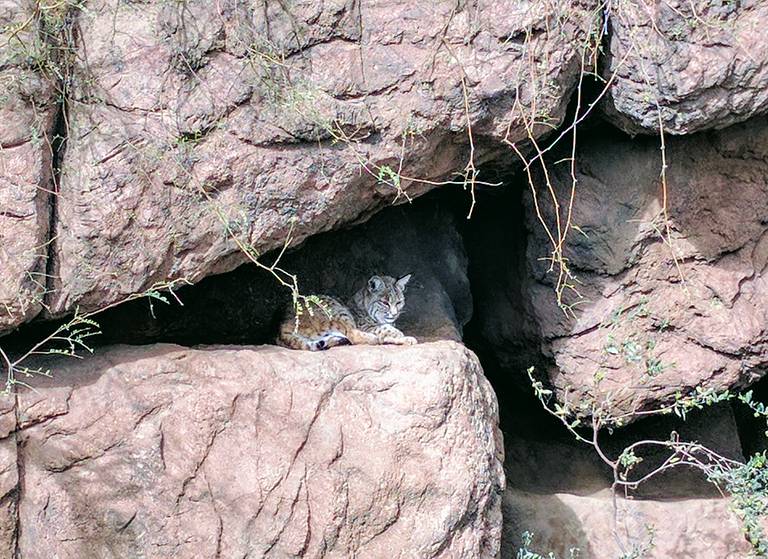 Big Cat at Sonora Arizona Desert Museum