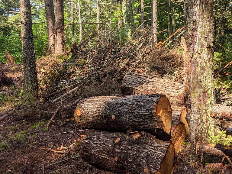 Slash Pile