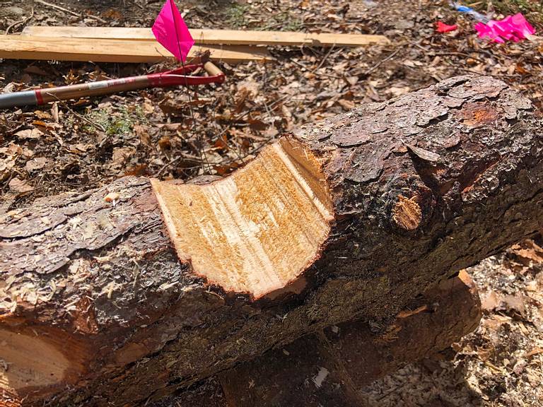 Saddle Cut Chainsaw