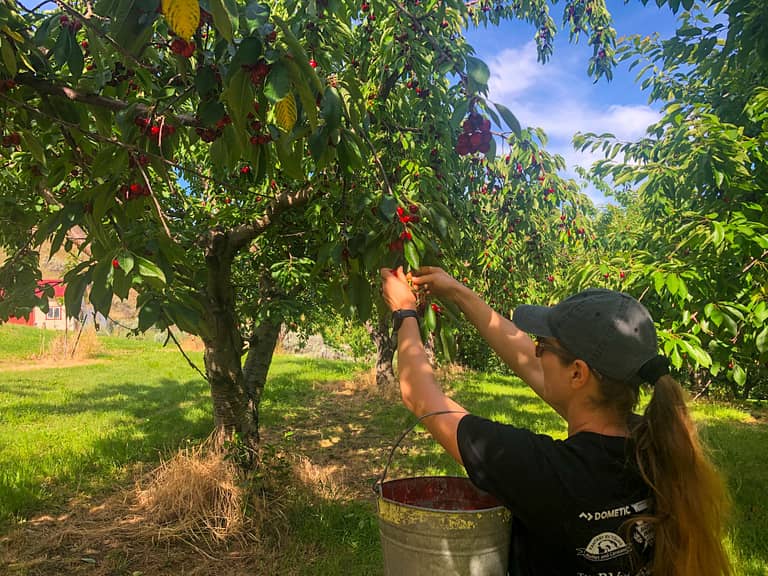 U-Pick Cherries