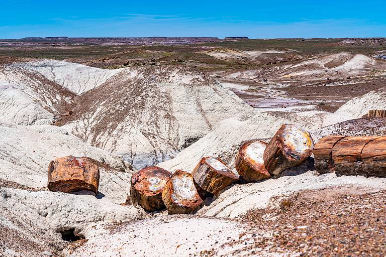 Petrified Logs