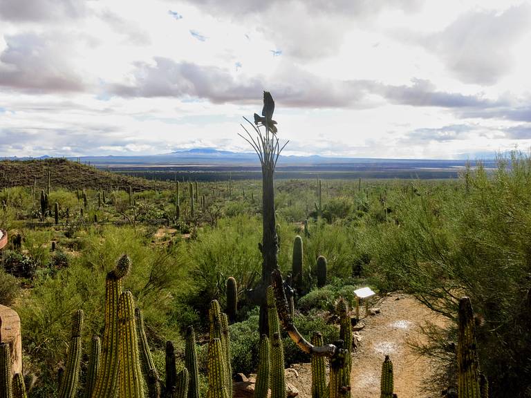 Flying Bird at Sonora Arizona Desert Museum