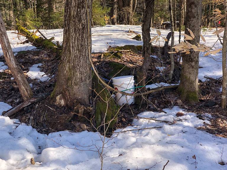 Maple Tapping