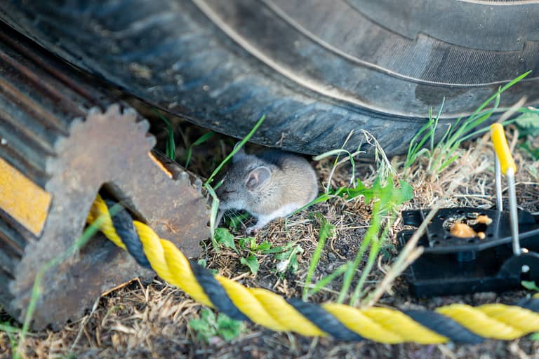 Mouse in RV