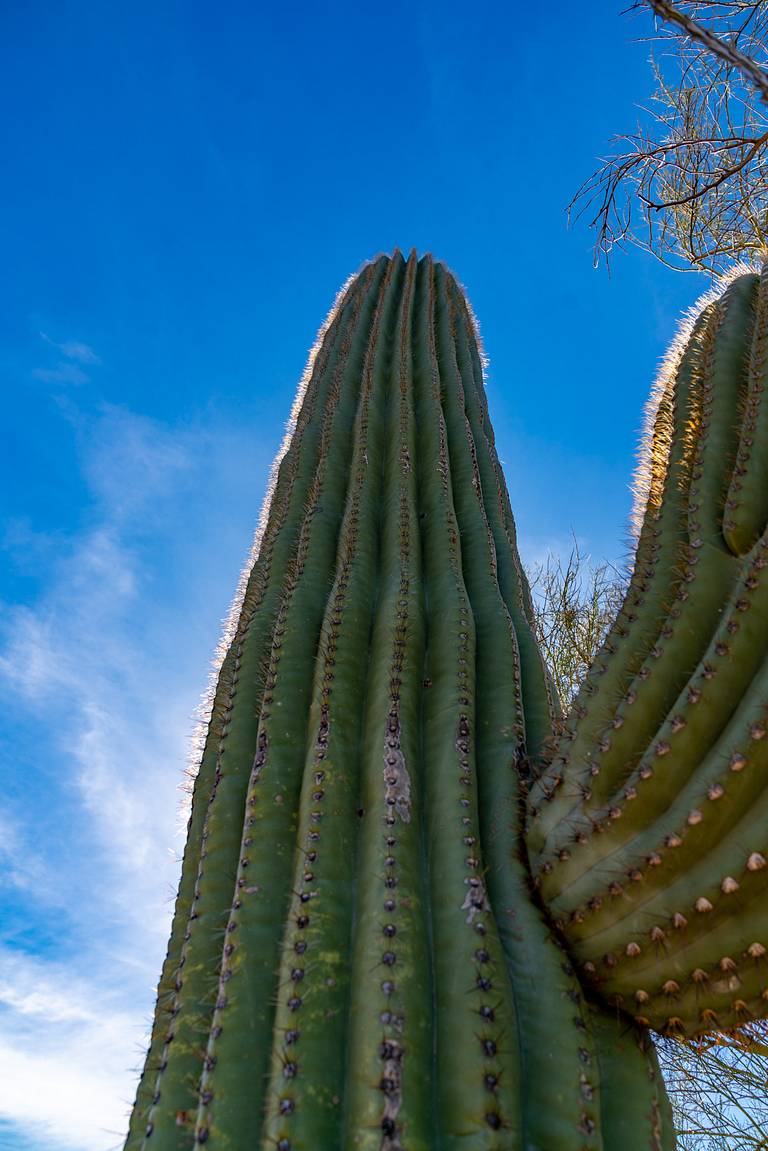 Saguaro Cactus