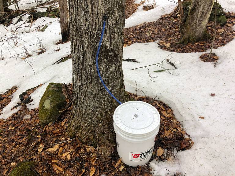 Maple Tapping Kit