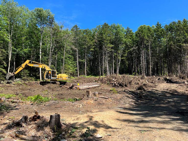 Spruce Stumps