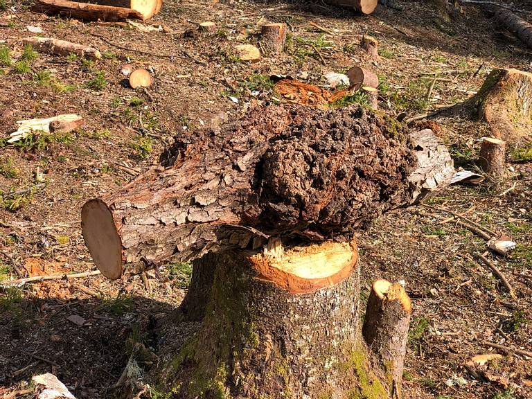 Cherry Burl
