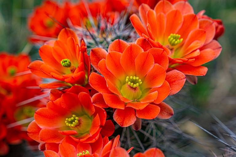 King Cup Cactus