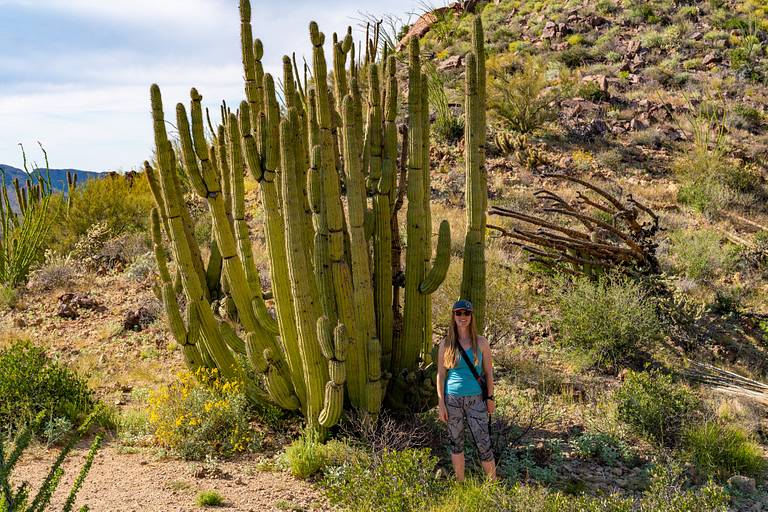 Organ Pipe Cactus