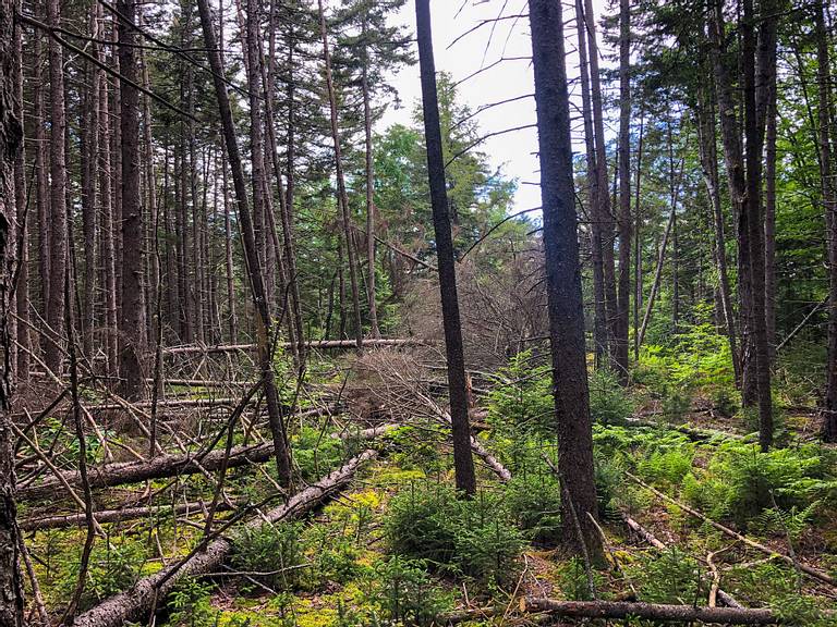 Tree Clearing