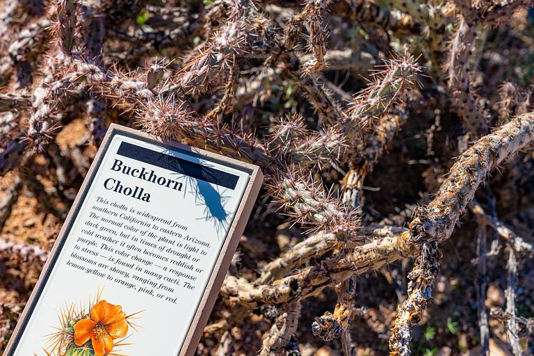 Buckhorn Cholla
