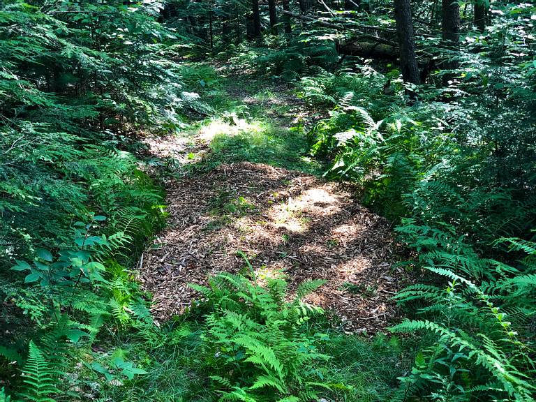 Wood Chips on Trail