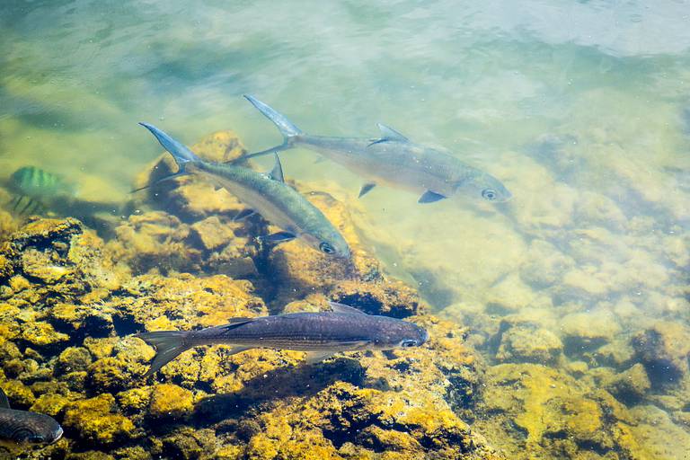 Fish swimming in the water.