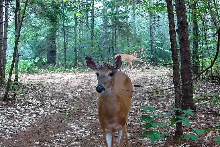 Deer