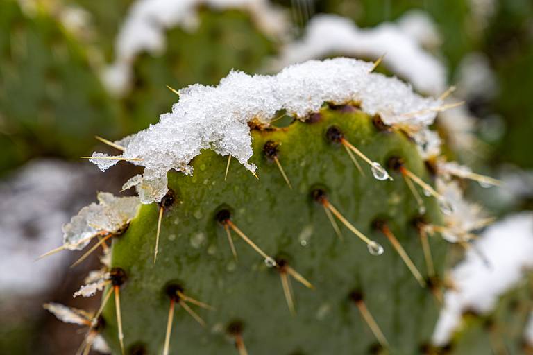 Snow in Saguaro National Park