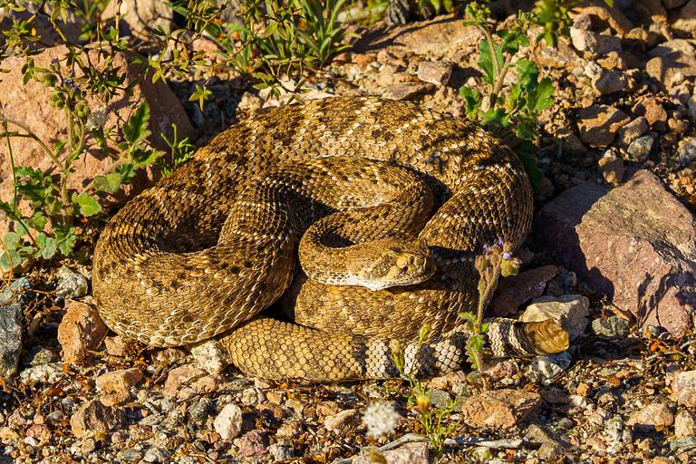 Rattle Snake