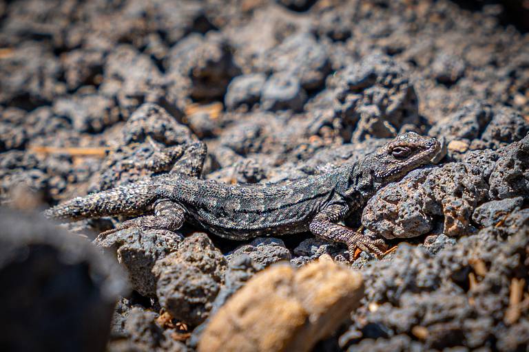 Tiny Lizard