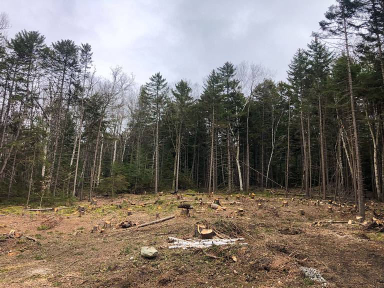 Site Clearing