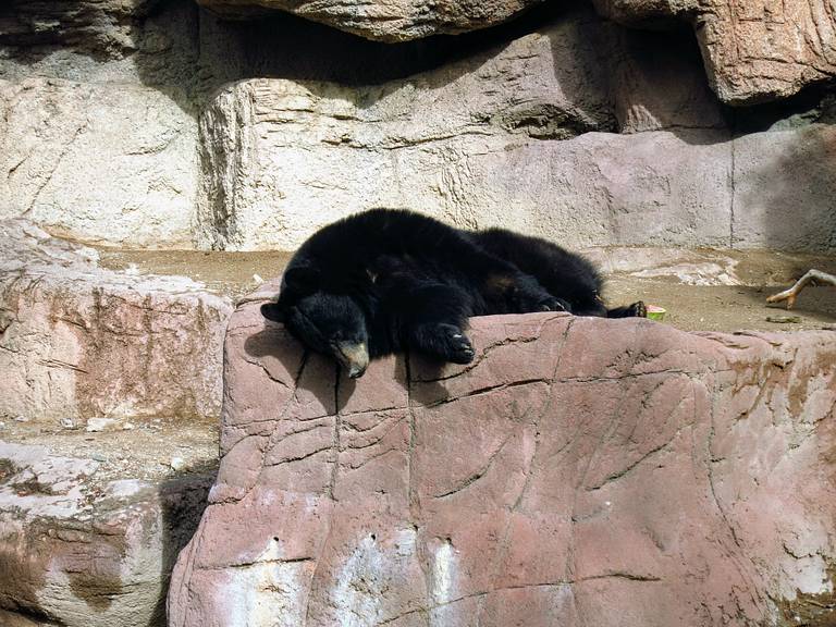 Black Bear at Sonora Arizona Desert Museum
