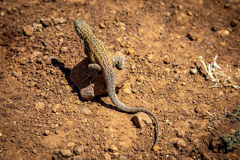 Santa Cruz Lizard