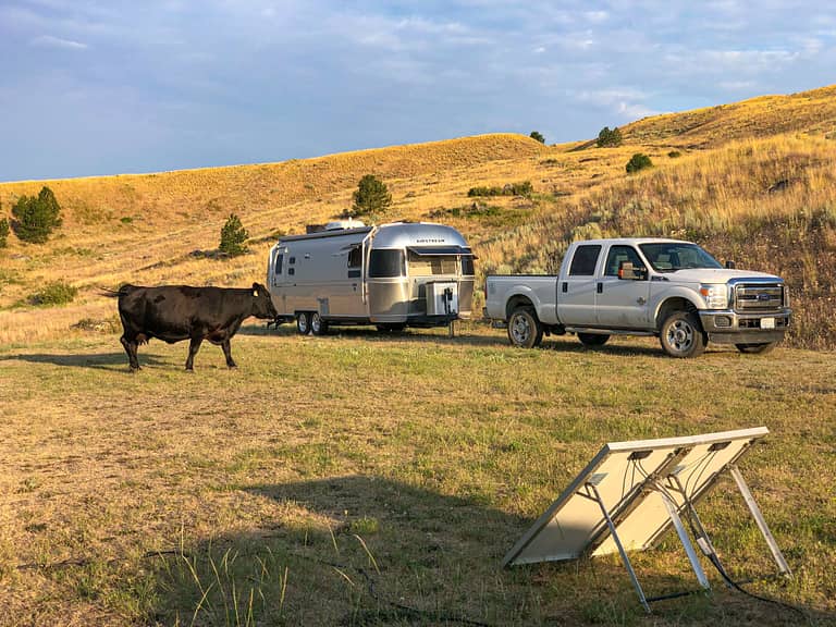 Cows near an RV