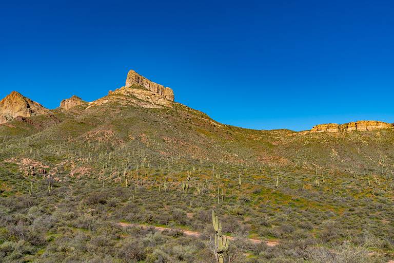 Saguaro Cacti
