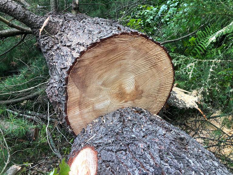 Pine For Milling