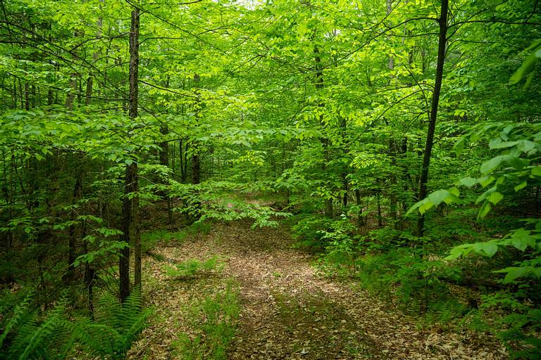 Clearing Brush