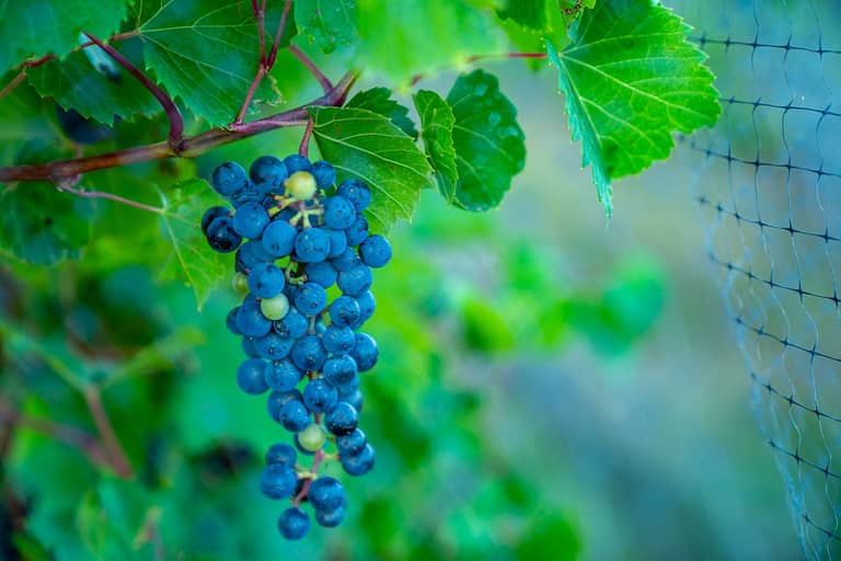 Harvest Hosts Vineyards