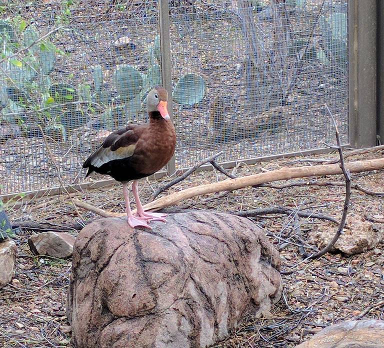 Duck at Sonora Arizona Desert Museum