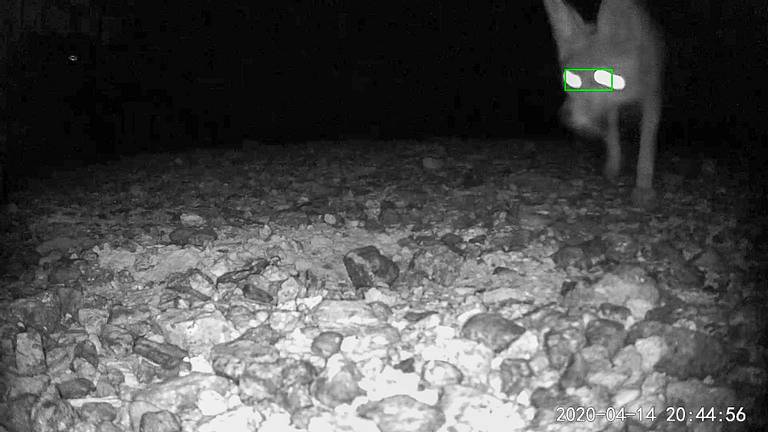 Coyote on Camera