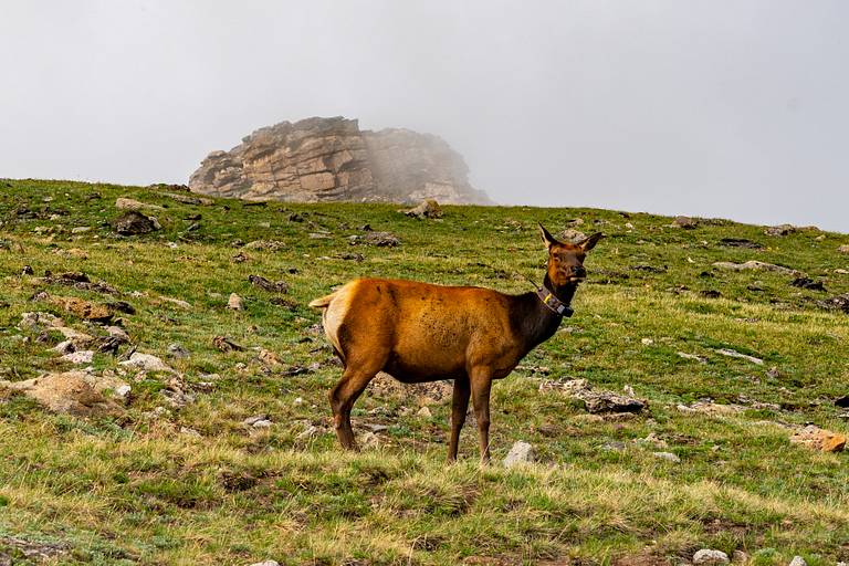 Elk Cow
