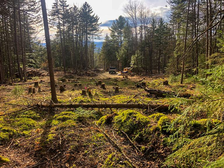 Future House Site Tree Clearing