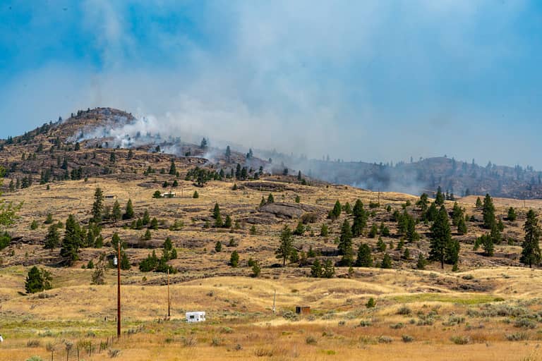 Anglin Wildfire