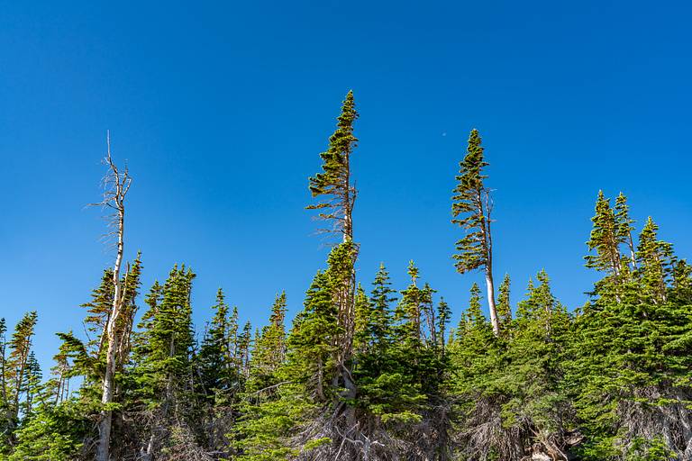 Banner Trees