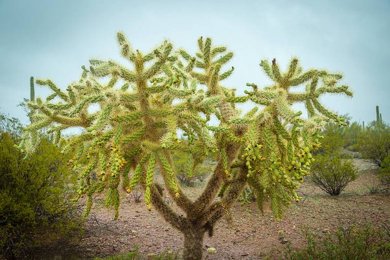Teddy Bear Cholla Cactus