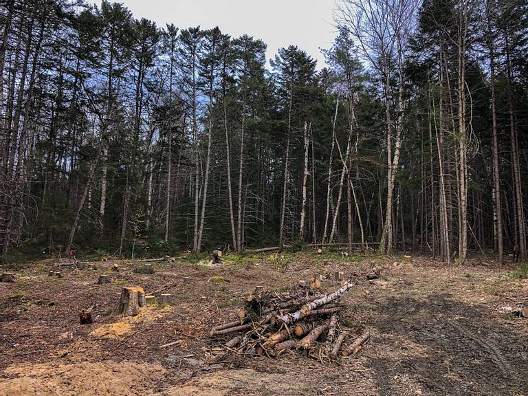 Tree Clearing Vermont