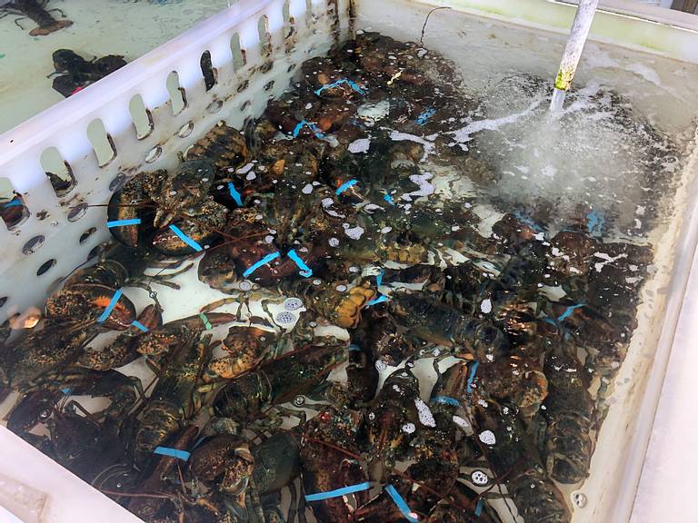 Bayleys Lobster Pound