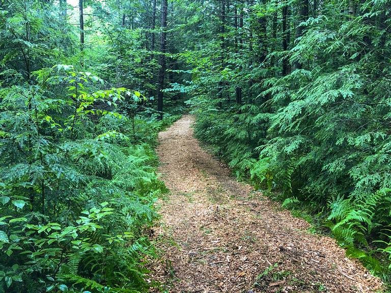 Wood Chips Trails