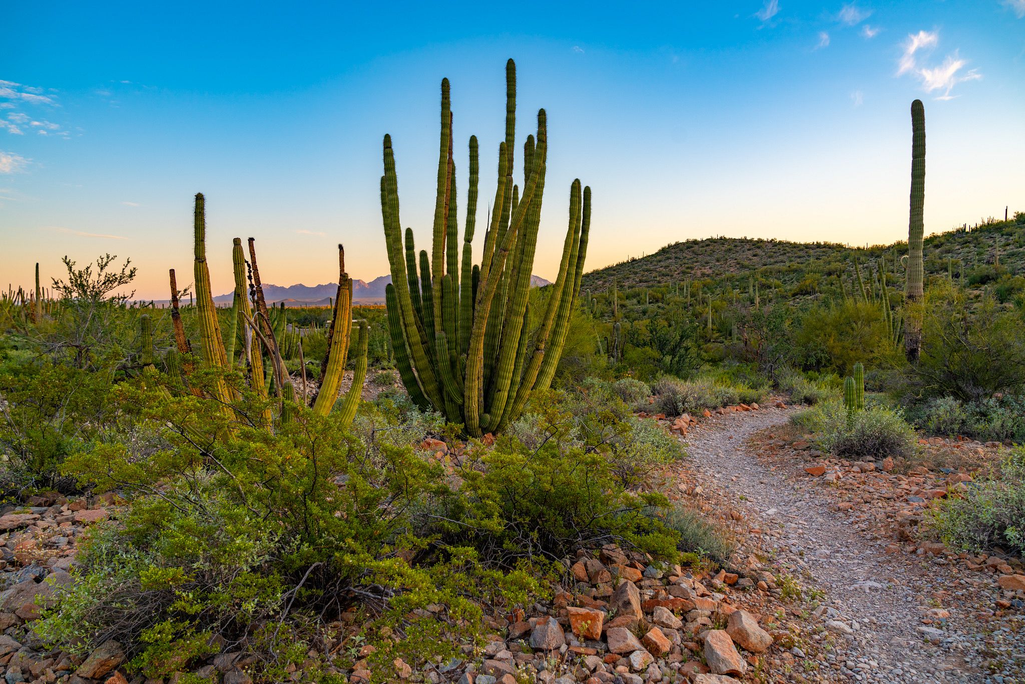 Organ Pipe Cactus National Monument