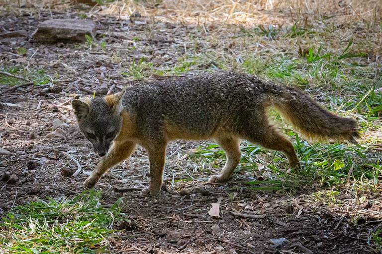 Island Fox