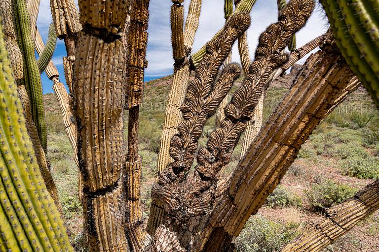 Crested Organ Pipe Cactus