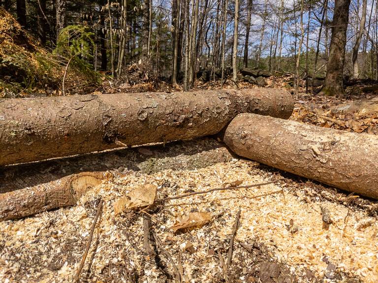 Spruce Logs Raised Bed