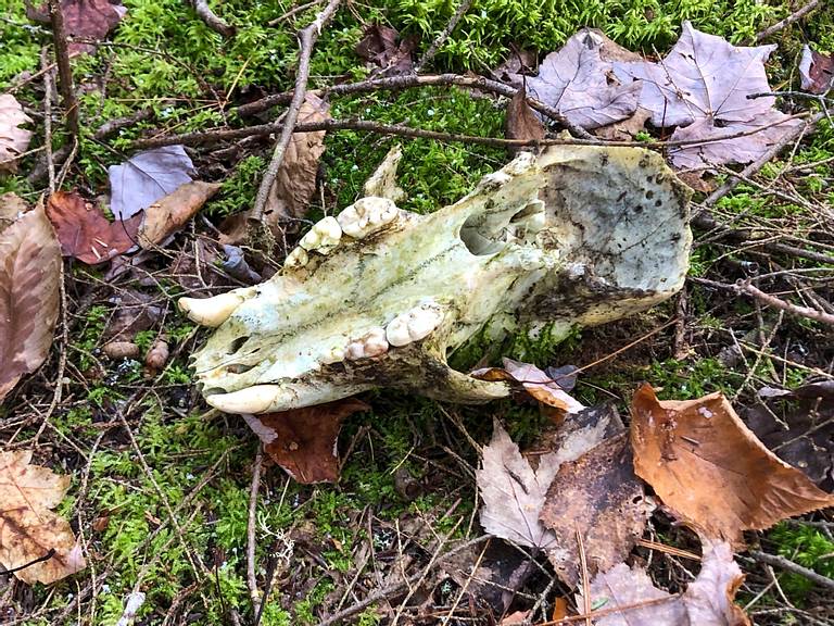 Black Bear Skull