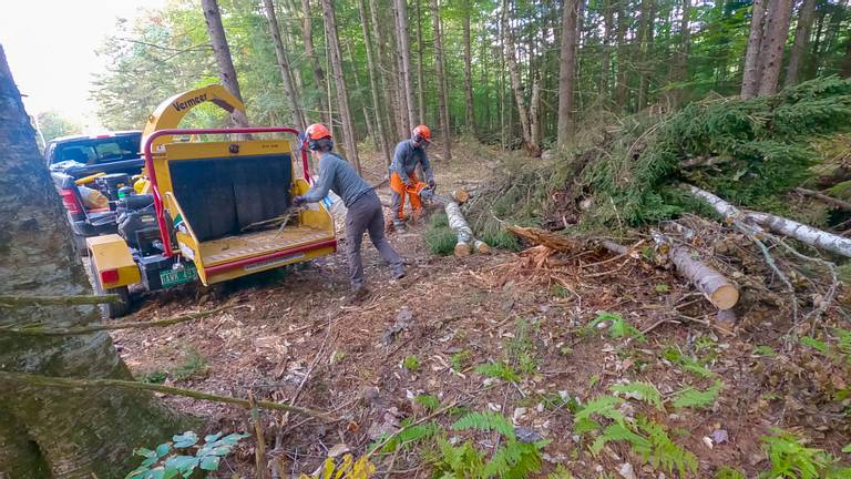 Chainsaw Brush Pile
