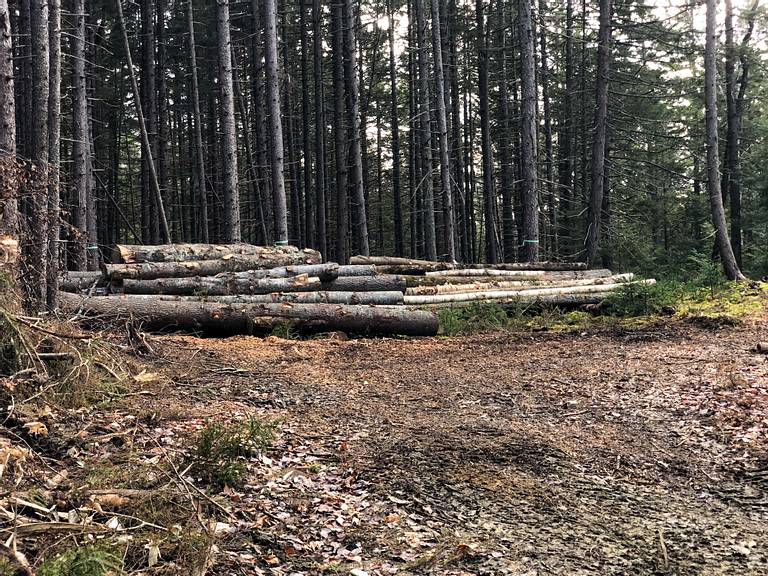 Log Piles